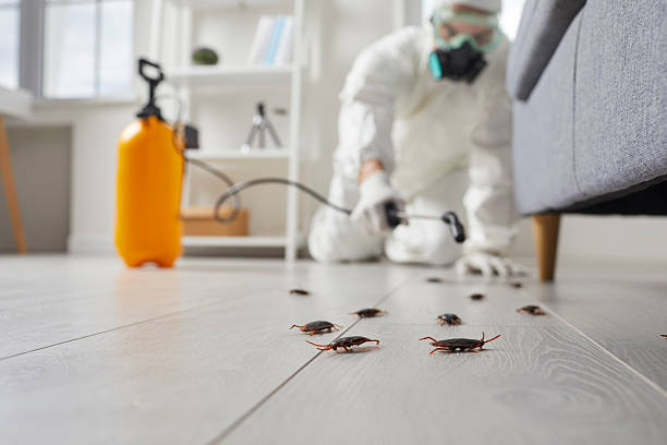 Commercial Kitchen Cockroach Control in Pinch